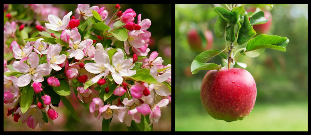 fiore e frutto