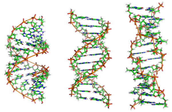 tre tipi di DNA
